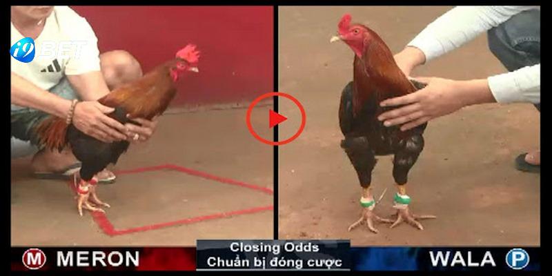 Hình thức cược chấp